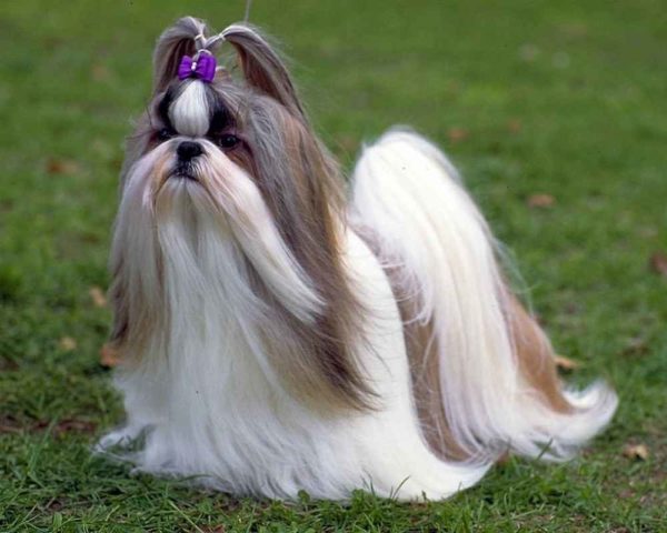 Ши-тцу — любимая собака китайских императоров