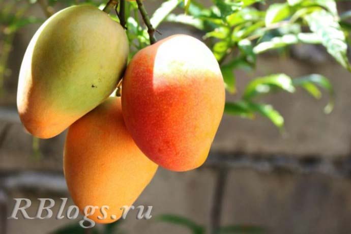 Спелые плоды манго на ветке