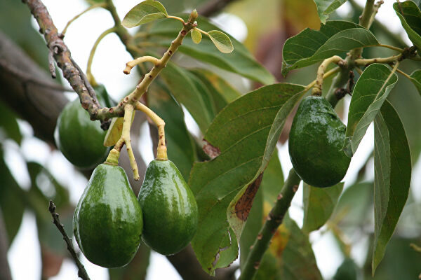Плоды авокадо
