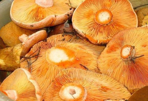 грибы рыжики