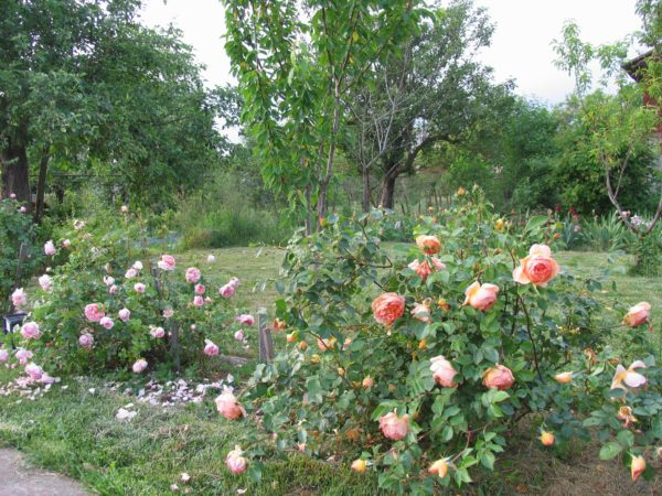 Красивый розовый Abraham Derby в вашем саду