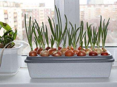 Как посадить лук дома в домашних условиях на подоконник в воде на овощах: проращивание лука