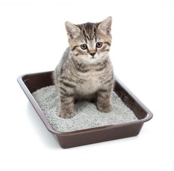 Приучить кота к туалетному лотку - задача выполнимая