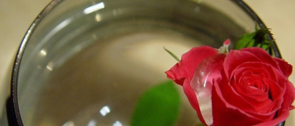 Как дольше сохранить цветы в вазе: составление букета, уход, введение питания