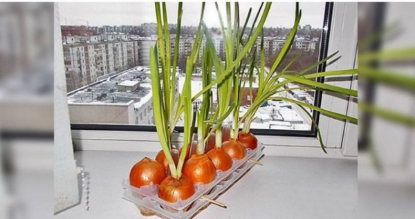 Как посадить лук дома в домашних условиях на подоконник в воде на овощах: проращивание лука
