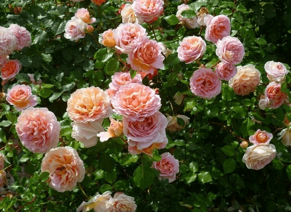 Красивый розовый Abraham Derby в вашем саду