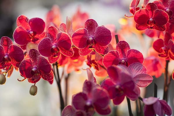 Можно ли пересаживать орхидею, когда она цветет?