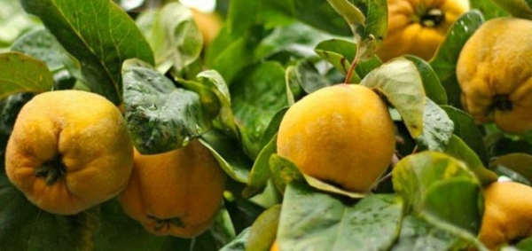 Айва: полезные свойства и противопоказания для здоровья, химический состав плодов и семян, способы приготовления