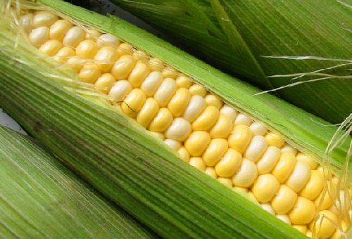 Как правильно хранить кукурузу