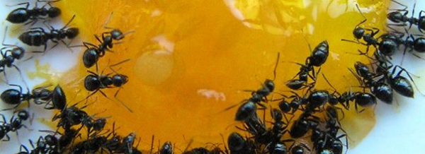 Как избавиться от муравьев: действенные рецепты борной кислоты
