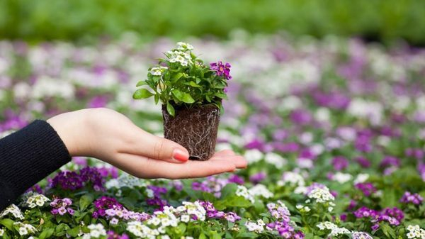 можно ли поливать цветы чаем и мульчировать почву заваркой?