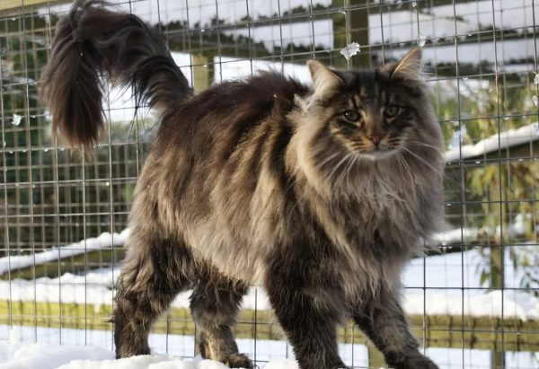 Крупнейшие породы кошек: обзор пушистых гигантов