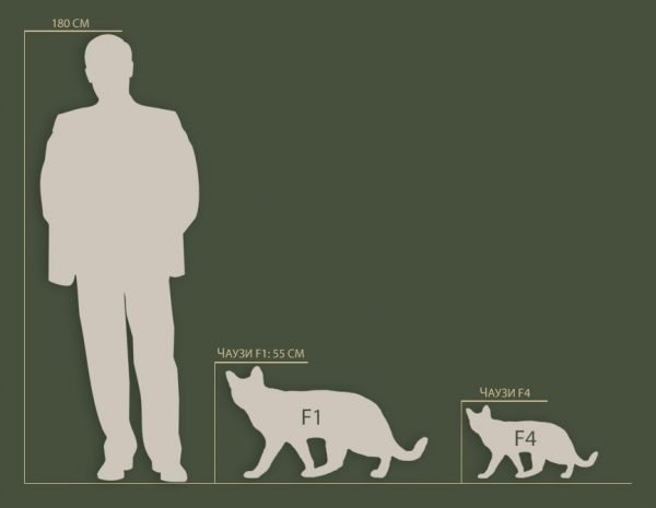 Крупнейшие породы кошек: обзор пушистых гигантов