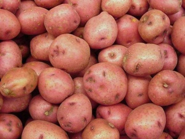 Хороший выбор: картофель Славянка