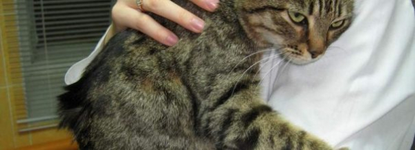 Эпилепсия у кошки: как помочь питомцу