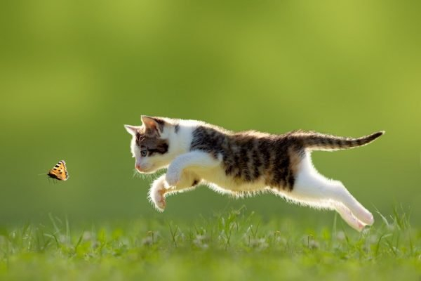 Как узнать пол котенка: разные способы от физиологии к поведению
