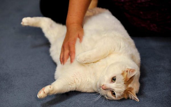 Китовые кошки: ожирение у домашних кошек