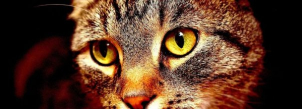 Блошиный дерматит у кошек: важное последствие мелких паразитов