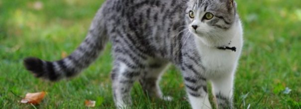 Цистит у кошек: как вылечить и предотвратить