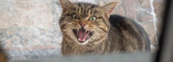 Недостающее «мяуканье»: причины потери голоса у кошки