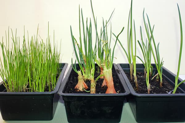 Самый простой способ вырастить зеленый лук на подоконнике