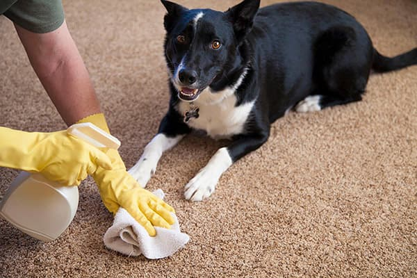 Как избавиться от запаха детской, кошачьей или собачьей мочи на ковре