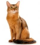 Сомалийский кот - это лисица, которая умеет говорить «Мяу!»