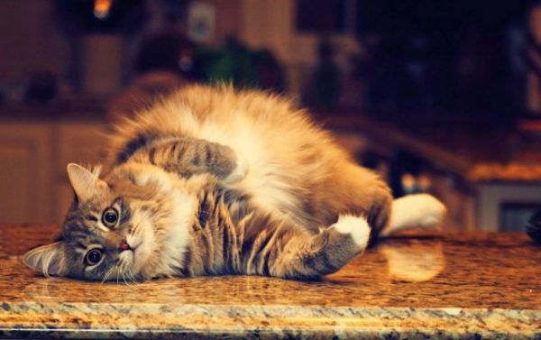 Если кошка беременна: как распознать состояние и помочь животному