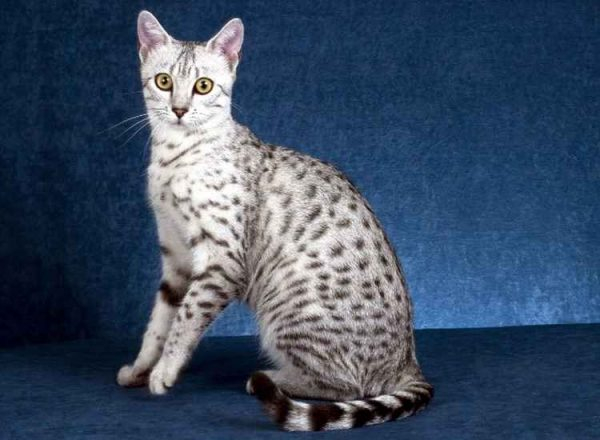 Египетские мау: от уличной кошки до элитной породы