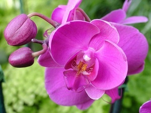 можно ли пересадить орхидею во время цветения - показания и правила пересадки
