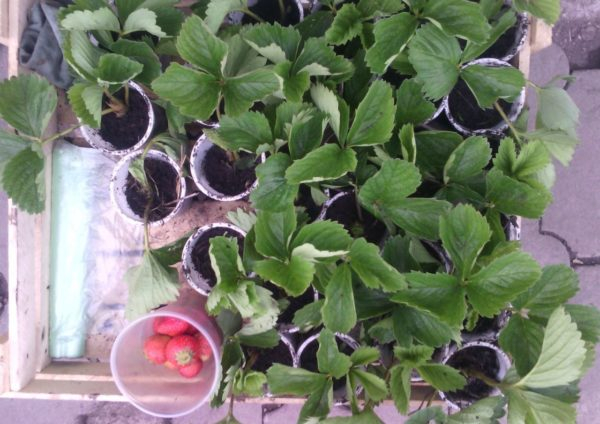 Машенька из клубники садовая: советы по уходу и выращиванию