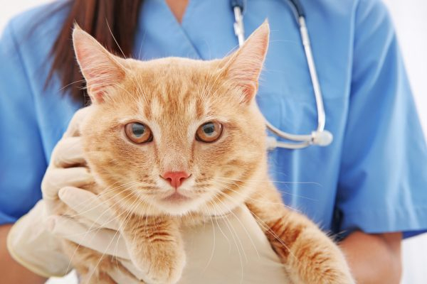 Применение препарата Фоспренил у кошек