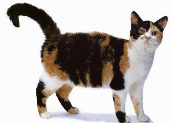 Эксклюзивные домашние животные: редкие породы кошек с уникальными особенностями
