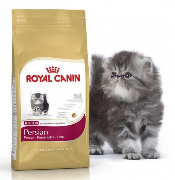 Пушистая принцесса Персии - персидская кошка