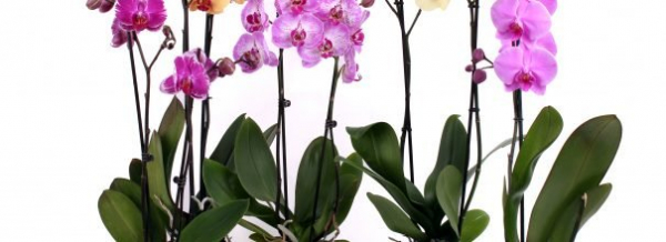 Великолепная орхидея - тонкости пересадки