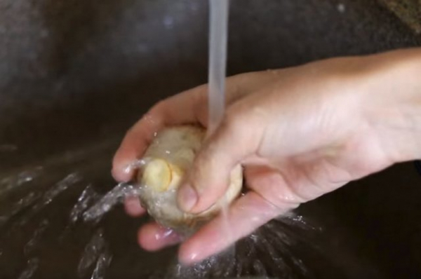 Грибы нужно мыть перед приготовлением или замораживанием, как правильно чистить грибы