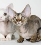 Кто они - гипоаллергенные кошки?
