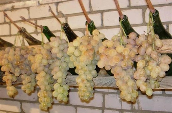Как хранить виноград в домашних условиях - важные моменты процесса, начиная с сбора урожая