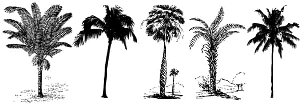 Как посадить финик, чтобы выросла пальма?