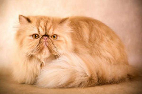 Мурлыкают покорители сердец: самые любимые кошки в мире