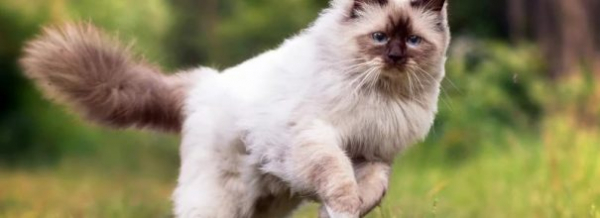 Чипирование кошек: необходимость или прихоть?