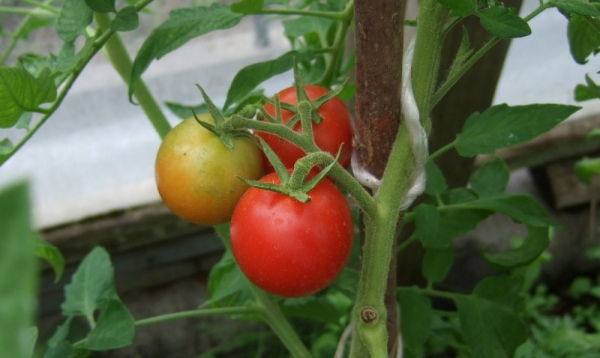 9 скороспелых и устойчивых к болезням сортов томатов