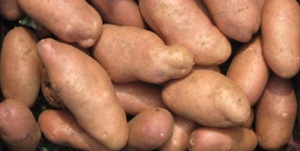 Американский - легендарный сорт ретро-картофеля
