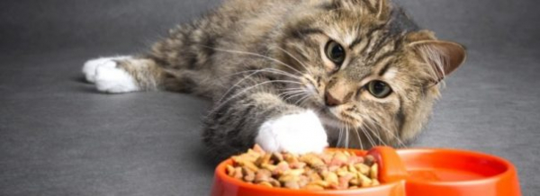 5 причин, почему кошка не ест в миске, а кладет еду на пол