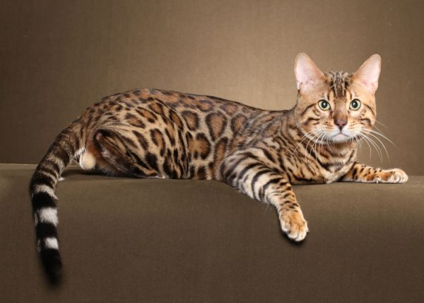 Бенгальская кошка: экзотический питомец