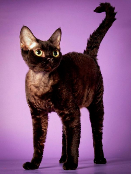 Эти разные и красивые кошки: классификация пород, фото, отзывы