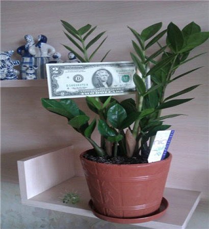 Замиокулькас: как вырастить «долларовое дерево»