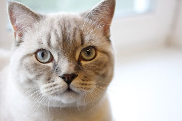 Скоттиш-страйт: семейные кошки с отличным темпераментом