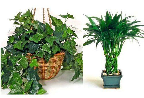 Как можно очистить воздух в квартире с помощью растений?