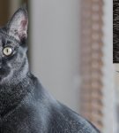 Чаузи - одна из самых дорогих кошек в мире
